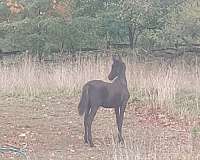 all-around-andalusian-horse