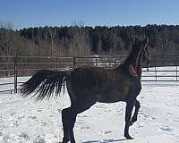 all-around-andalusian-horse