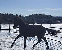 athletic-andalusian-horse