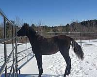 exceptional-pedigree-andalusian-horse