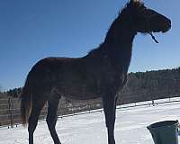 includes-andalusian-horse