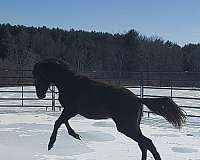 temperment-andalusian-horse