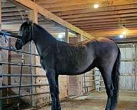 none-horse