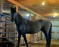 black-none-horse
