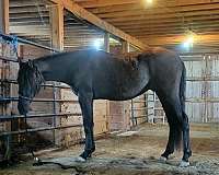 all-around-andalusian-horse