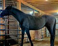 athletic-andalusian-horse