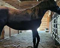 exceptional-pedigree-andalusian-horse