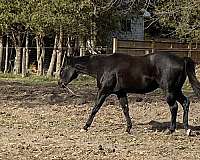 black-none-horse