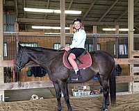 beginner-thoroughbred-horse