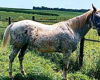 white-red-black-spots-horse