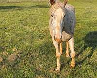 mate-appaloosa-horse