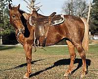 quarter-horse-mare