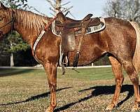 all-around-quarter-horse