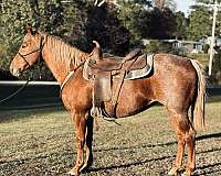 around-quarter-horse