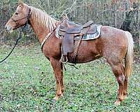 broodmare-quarter-horse