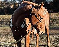 buck-quarter-horse