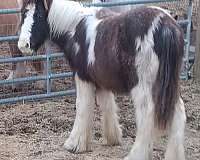 dream-weaver-gypsy-vanner-horse