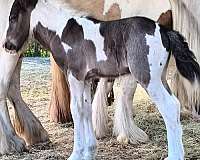 weaver-gypsy-vanner-horse