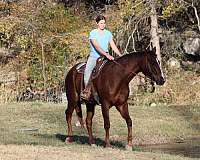 drill-team-quarter-horse