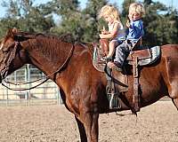 kid-safe-quarter-horse