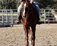 ridden-western-quarter-horse