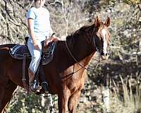 western-riding-quarter-horse