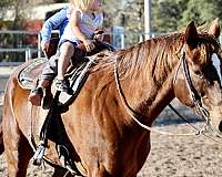 sorrel-quarter-horse-gelding