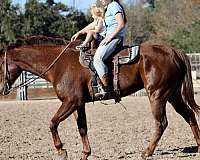 trail-riding-quarter-horse