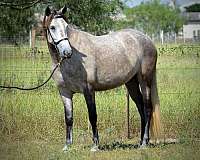 great-minded-andalusian-horse