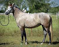 great-stop-andalusian-horse