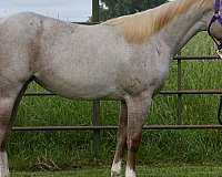 red-roan-pe-horse