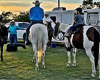 ranch-paint-horse