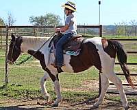 ranch-versatility-paint-horse