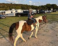 ranch-work-paint-horse