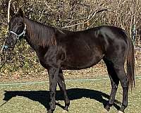 black-chocolate-show-trail-horse