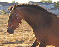 andalusian-mare