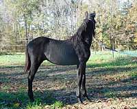 black-none-horse