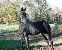 black-friesian-colt