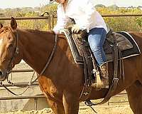 ranch-versatility-quarter-horse