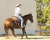 ranch-work-quarter-horse