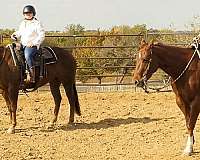 reining-quarter-horse