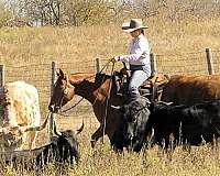 trail-quarter-horse