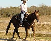 trail-riding-quarter-horse