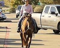 working-cattle-quarter-horse