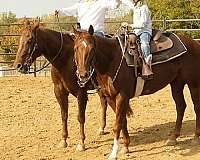 ranch-quarter-horse