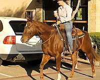 ranch-versatility-quarter-horse