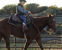 ranch-work-quarter-horse