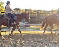 reined-cow-quarter-horse