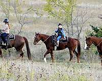 reining-quarter-horse