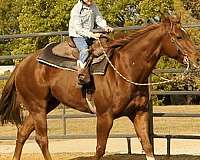 trail-riding-quarter-horse